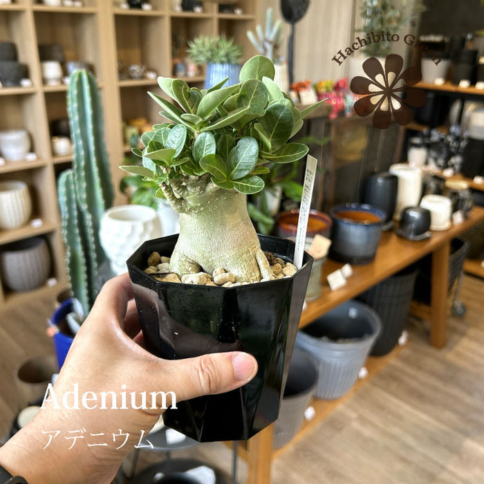 その他の植物 – 鉢人 その他の植物 – 鉢人