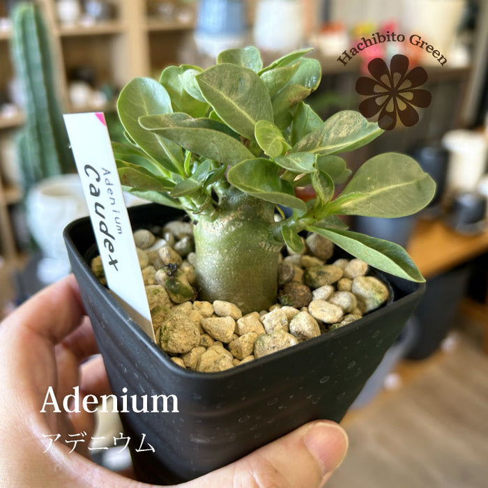 その他の植物 – 鉢人 その他の植物 – 鉢人