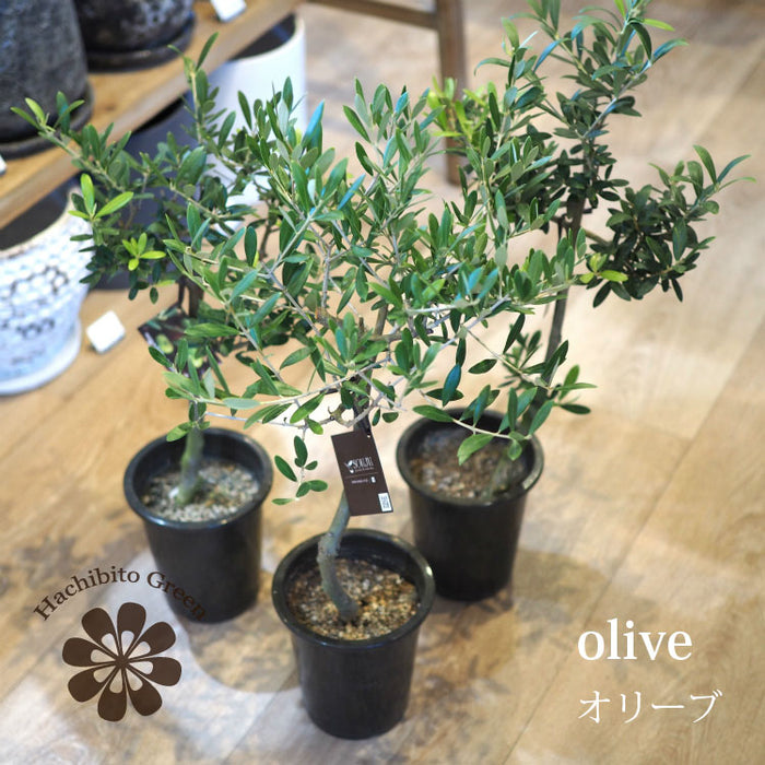 その他の植物 – 鉢人