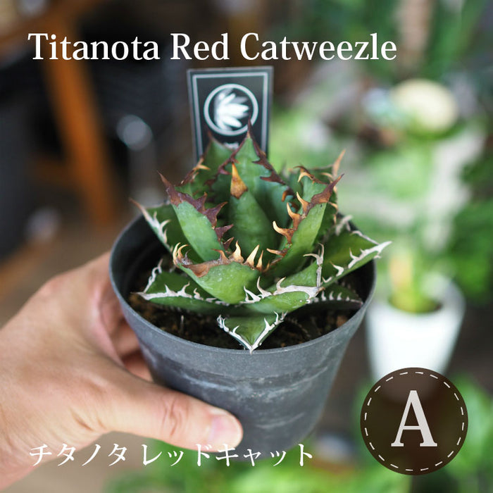 アガベ チタノタ 希少品種 3.5号 – 鉢人