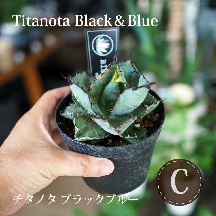 アガベ チタノタ 希少品種 3.5号 – 鉢人