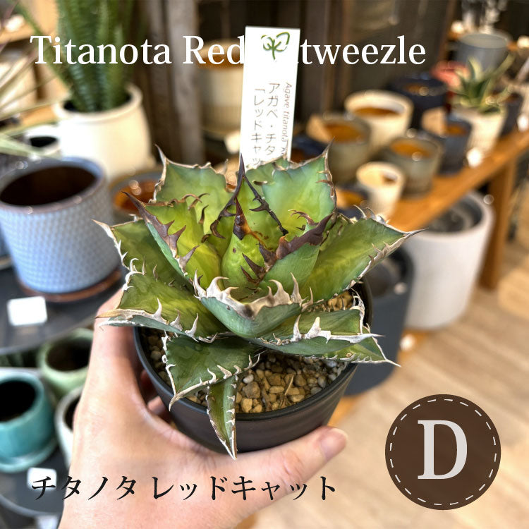 アガベ チタノタ 希少品種 3.5号 – 鉢人