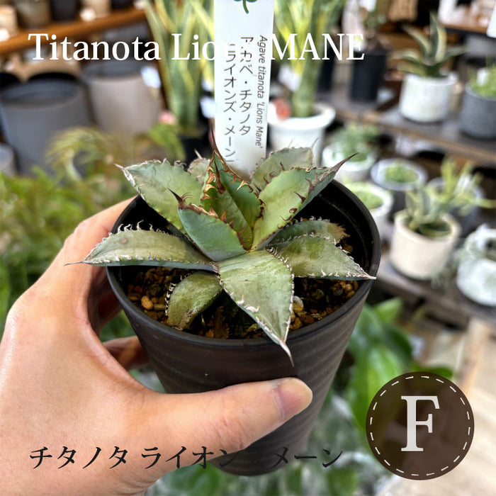 アガベ チタノタ 希少品種 3.5号 – 鉢人