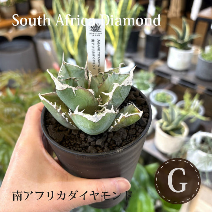 アガベ チタノタ 希少品種 3.5号 – 鉢人