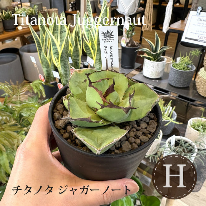 アガベ アガベ・チタノタ 緑水鬼(芽)-004｜agave green submariner | Pl