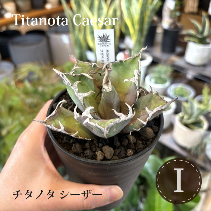 アガベ チタノタ 希少品種 3.5号 – 鉢人