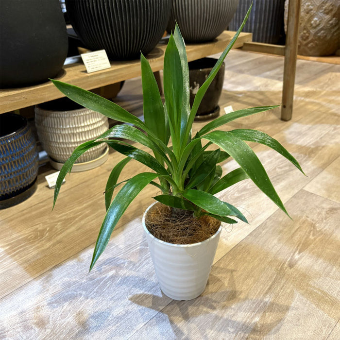 ①　ユッカ　エレファンテイペス　８号　4本植え　美形　最高等級 ① ユッカ エレファンテイペス 8号 4本植え 美形 最高等級