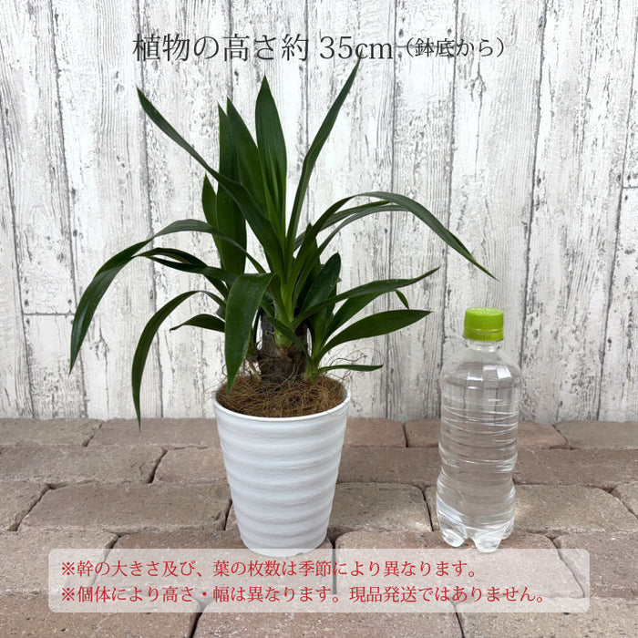 ①　ユッカ　エレファンテイペス　８号　4本植え　美形　最高等級 ① ユッカ エレファンテイペス 8号 4本植え 美形 最高等級
