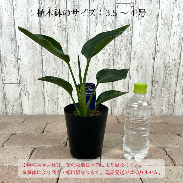 ストレリチア オーガスタ 4号 – 鉢人