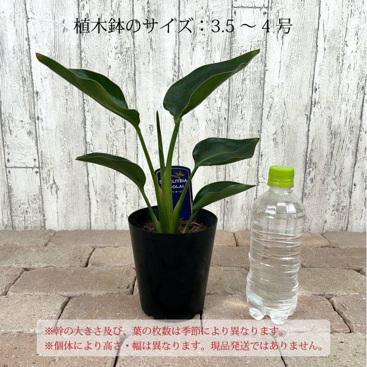 ストレリチア オーガスタ 4号 – 鉢人