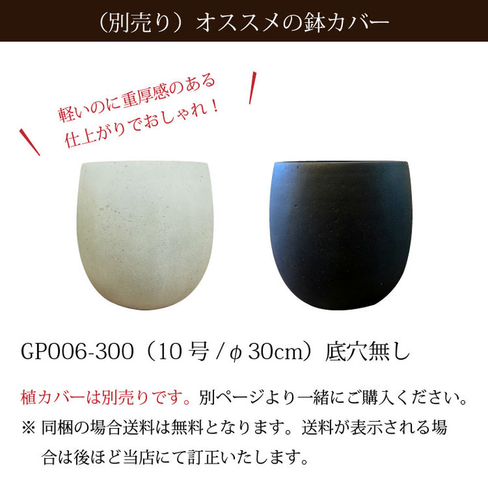 フィカス 各種 7号(21cm) – 鉢人