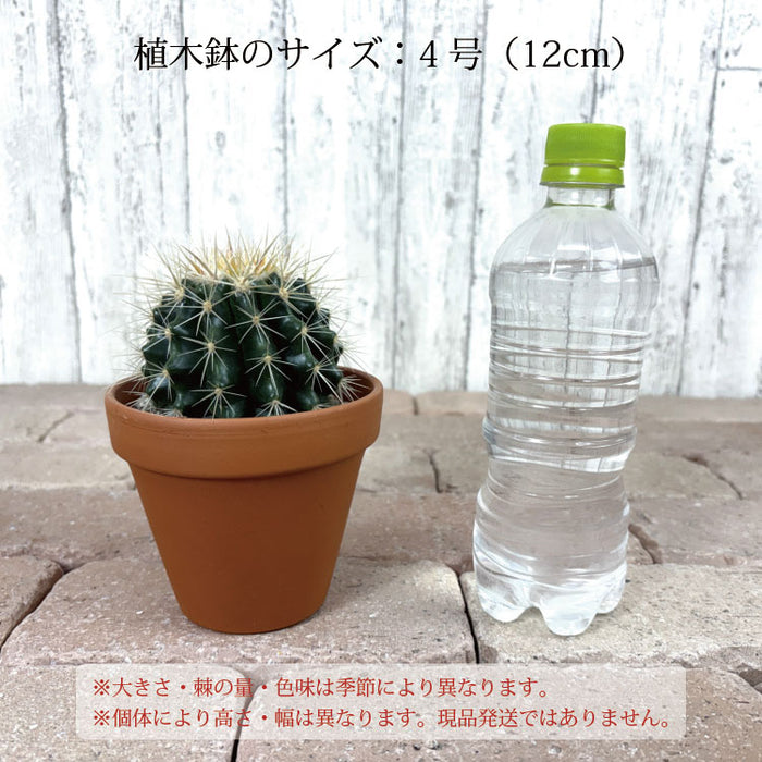 サボテン 金鯱 – 鉢人
