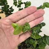 フィカス・バロック 各種