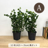 フィカス・バロック 各種