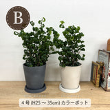 フィカス・バロック 各種