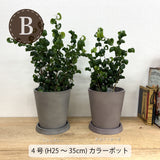 フィカス・バロック 各種