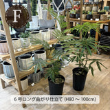 エバーフレッシュ 4号 ～ 6号