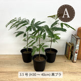 エバーフレッシュ 3.5号 ～ 6号