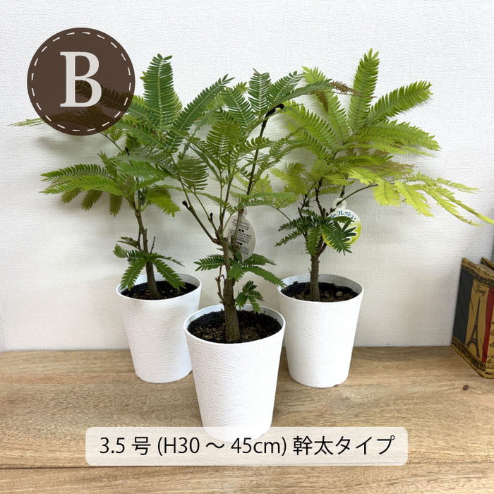 エバーフレッシュ 3.5号 ～ 6号 – 鉢人