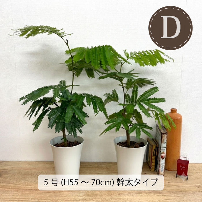 エバーフレッシュ 3.5号 ～ 6号 – 鉢人
