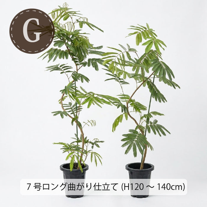 エバーフレッシュ – 鉢人