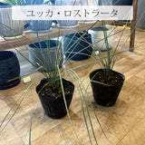 ユッカ 各種 5号