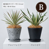 ユッカ 各種