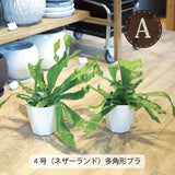 コウモリラン 各種