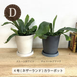 コウモリラン 各種