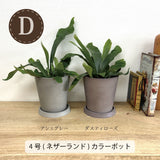 コウモリラン 各種