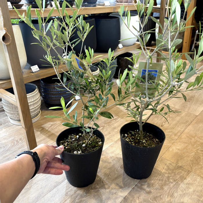 選べる品種 オリーブ 5号 – 鉢人