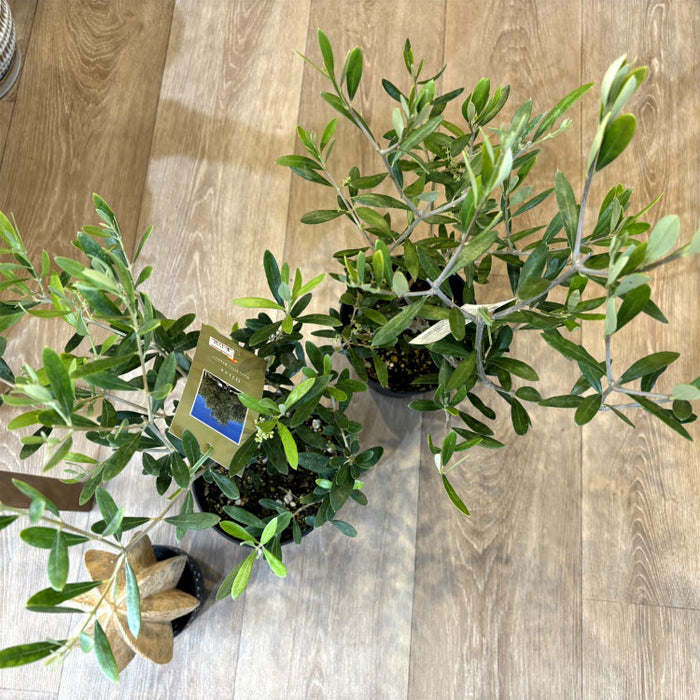 選べる品種 オリーブ 5号 – 鉢人