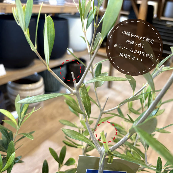 選べる品種 オリーブ 5号 – 鉢人 選べる品種 オリーブ 5号 – 鉢人