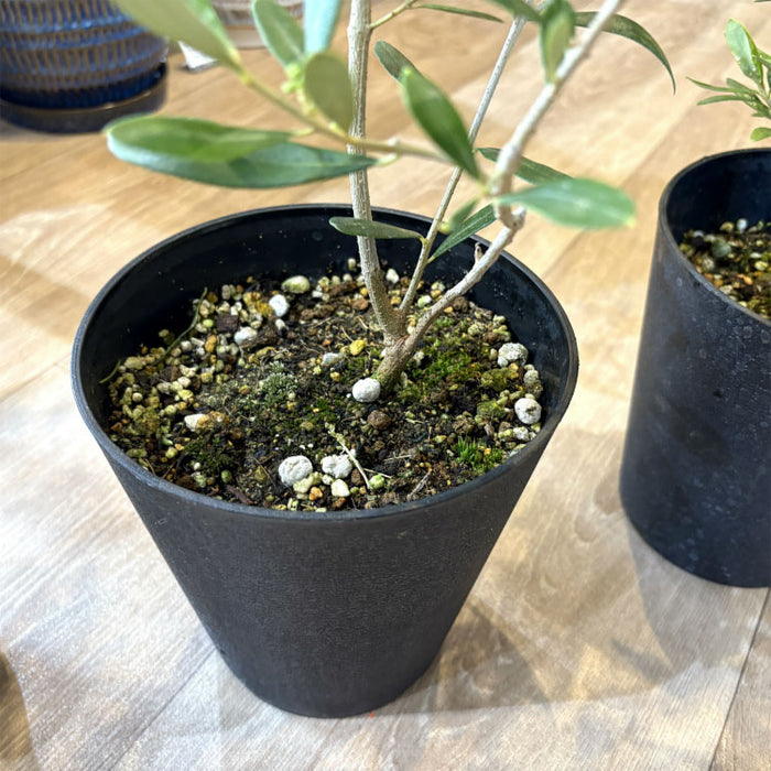 選べる品種 オリーブ 5号 – 鉢人