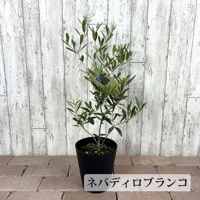 選べる品種 オリーブ 5号 – 鉢人