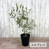 選べる品種 オリーブ 5号