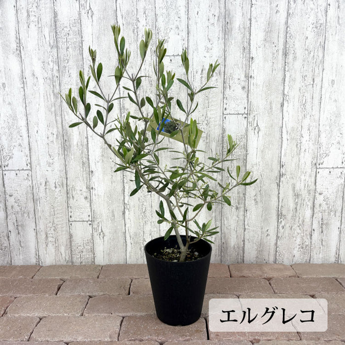 選べる品種 オリーブ 5号 – 鉢人