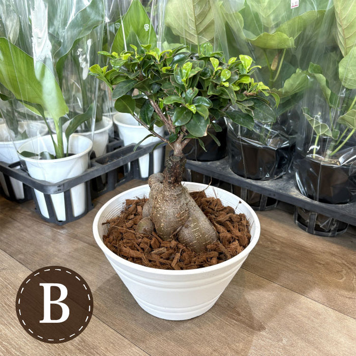 現品発送 幹太 ガジュマル 浅型鉢 – 鉢人