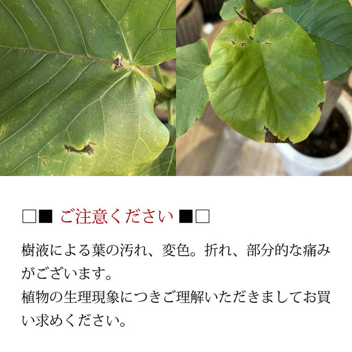 フィカス ウンベラータ 7号 朴仕立て – 鉢人 フィカス ウンベラータ 7号 朴仕立て – 鉢人