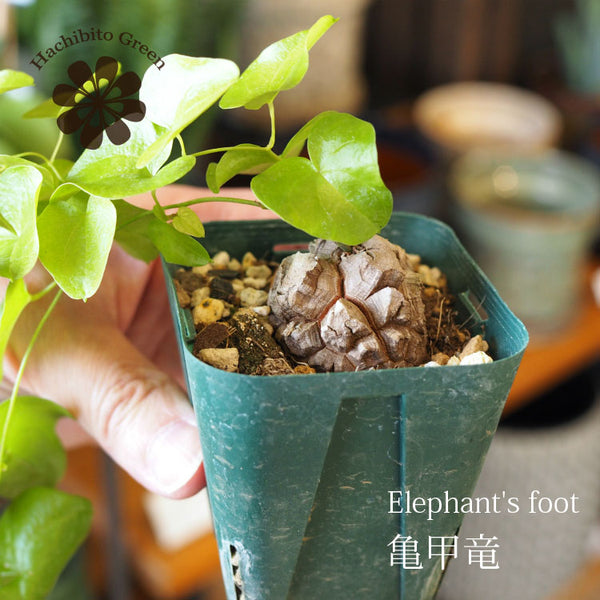 亀甲竜 ディオスコレア・エレファンティペス 2号