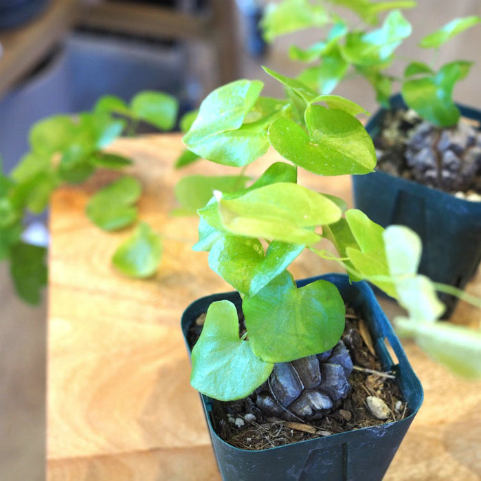 亀甲竜 ディオスコレア・エレファンティペス 2号 – 鉢人