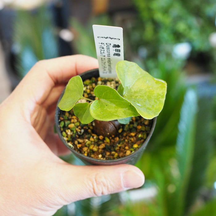 亀甲竜②　（ディオスコレア　エレファンティペス）　ベアルート　発芽済み　鉢ごと 亀甲竜 （ディオスコレア エレファンティペス） ベアルート 発芽済み