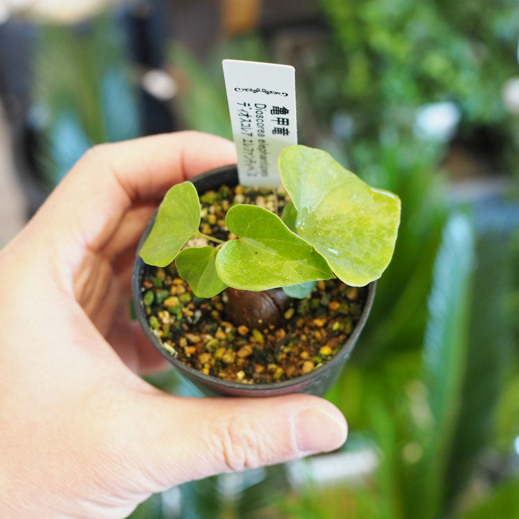 亀甲竜 ディオスコレア・エレファンティペス 2号