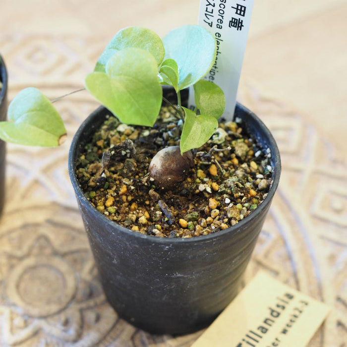 亀甲竜②　（ディオスコレア　エレファンティペス）　ベアルート　発芽済み　鉢ごと 楽天市場】【期間限定P10倍！】亀甲竜 ディオスコレア エレファンティ