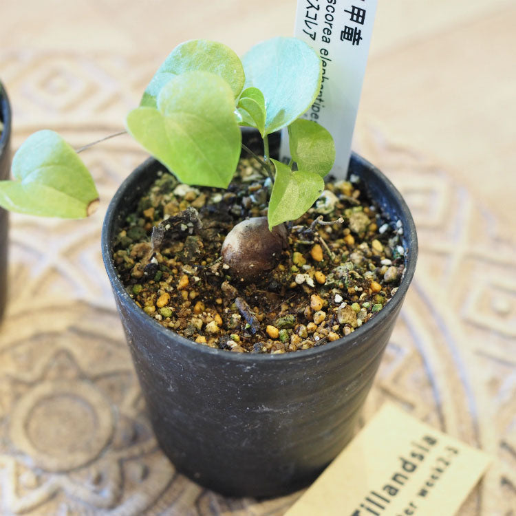 亀甲竜 ディオスコレア・エレファンティペス 2号