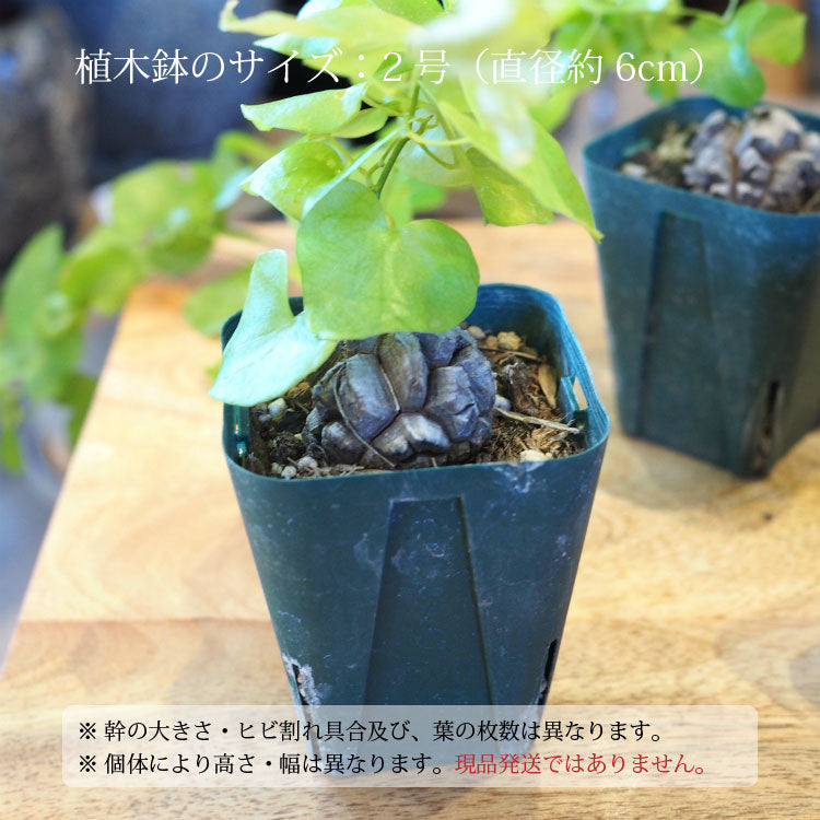 亀甲竜 ディオスコレア・エレファンティペス 2号