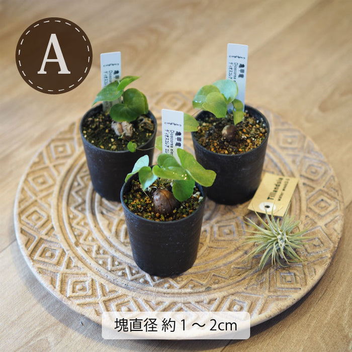 亀甲竜 ディオスコレア・エレファンティペス 2号 – 鉢人