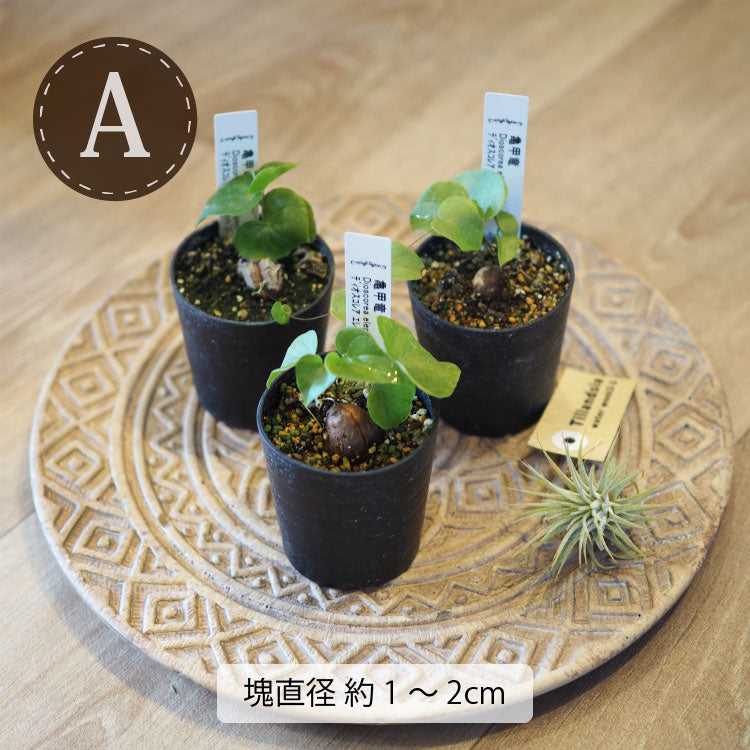 亀甲竜 ディオスコレア・エレファンティペス 2号