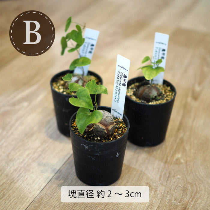 亀甲竜 ディオスコレア・エレファンティペス 2号 – 鉢人