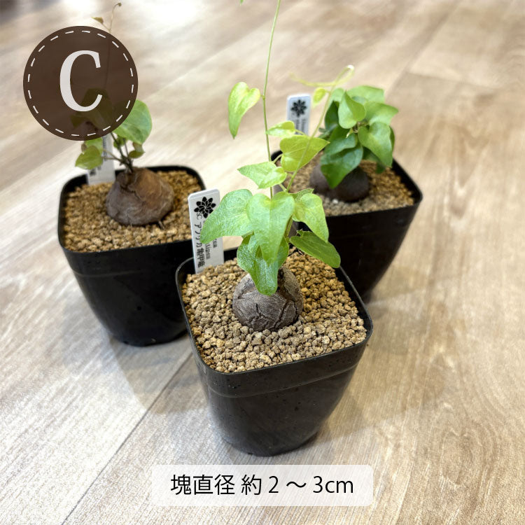 亀甲竜 ディオスコレア・エレファンティペス 2号